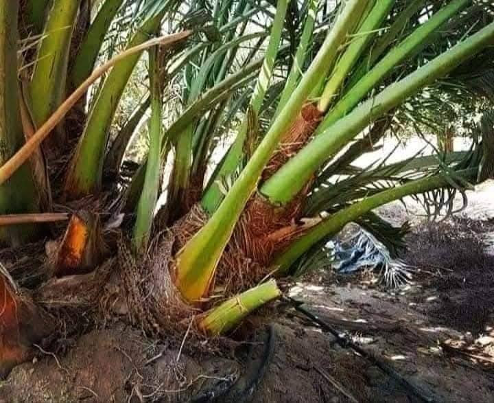 السلام عليكم يوجد لدينا كافة انواع النخيل البرحي المكتوم كنطار صلطاني تبرزن اصبع العروس اشويثي احمر خضراوي مندلي وكافة انواع ويوجد توصيل الى جميع المحافظات  الاستفسار الاتصال على الرقم (***********)
