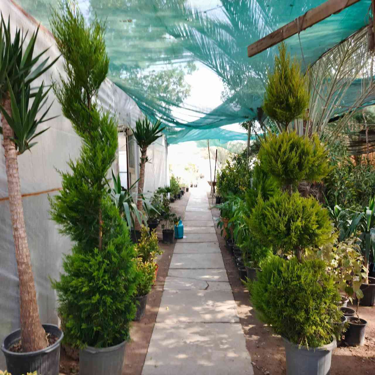 ﷼ اللهم  صلي على محمد وآل محمد
🪴 
عروضنه اليوم داخل مشتل النورين 🎋🪴🎍
🌴🍂
توفر كافة أنواع الحمضيات 🌿🍋🍊🍇
🍇🪴
وكذالك أنواع الورود الداخليه والخارجيه
🎋💐
ورد الجهنمي المتسلق  والشجري بئلوان مختلفه 🌹🌸💐
🌴🌿☘️🍂
 عنوانه #شارع_الغطاس_خلف_المجمع_السوري 🤍

 
 يتوفر توصيل داخل صويرة فقط 🚖🚘
 لطلب والاستفسار 
 ***********📞
***********📞
