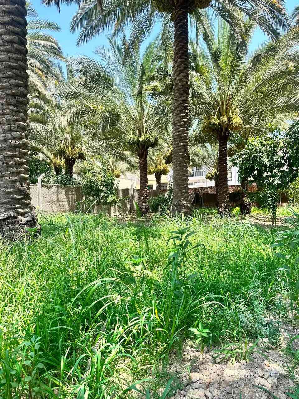 ارض للبيع موقع مميز وقريب لمركز المدينة 
المساحة 400 متر في كربلاء المقدسة 
شارع بغداد مدخل المدينة جهة الدخول خلف خباطة العتبة 
الواجهة 13 متر ونص والنزال 30 متر 
يوجد فيها أشجار ونخيل مع وجود كافة الخدمات 
طابو زراعي سند 25 إقرار محكمة 
السعر 230 مليون
للاستفسار ***********
