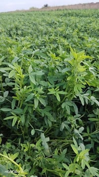 برسيم حش • واسط الاحرار • قرية الجولان