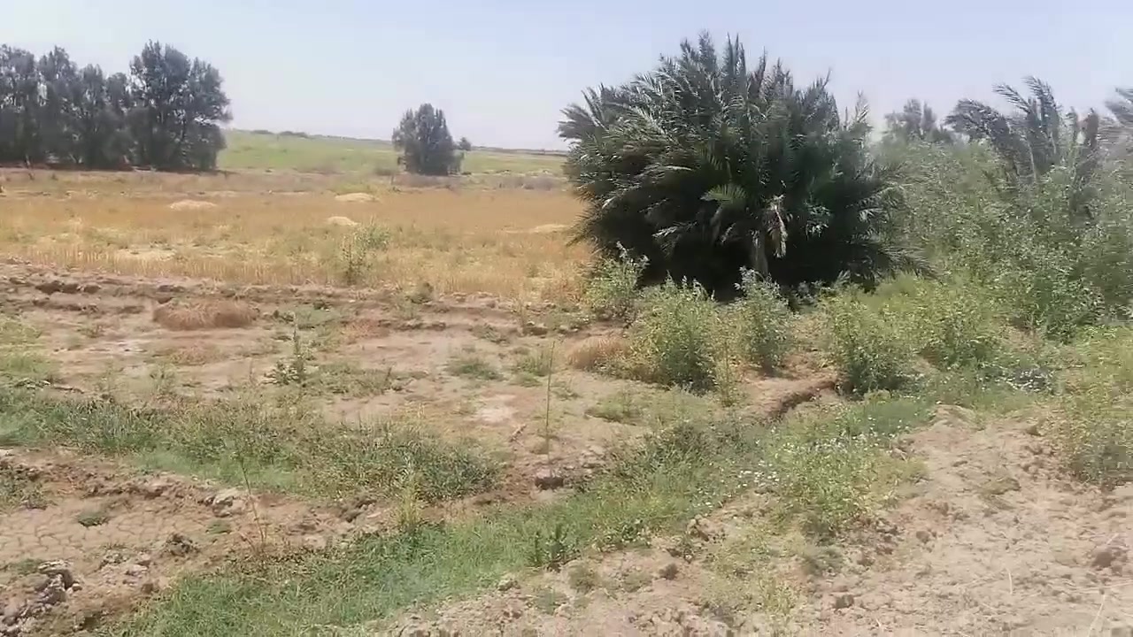 كاع البيع 25دونم  بيه 70نخله تمر +عنب وبرتقال ورمان وتين ومشمش  80شتله  
بمنطقت زبيديه
ماء وكهرباء بيه
تسكي م̷ـــِْن شعيوطيه ومن المغيشي

تصال عل هاذا الرقم***********
