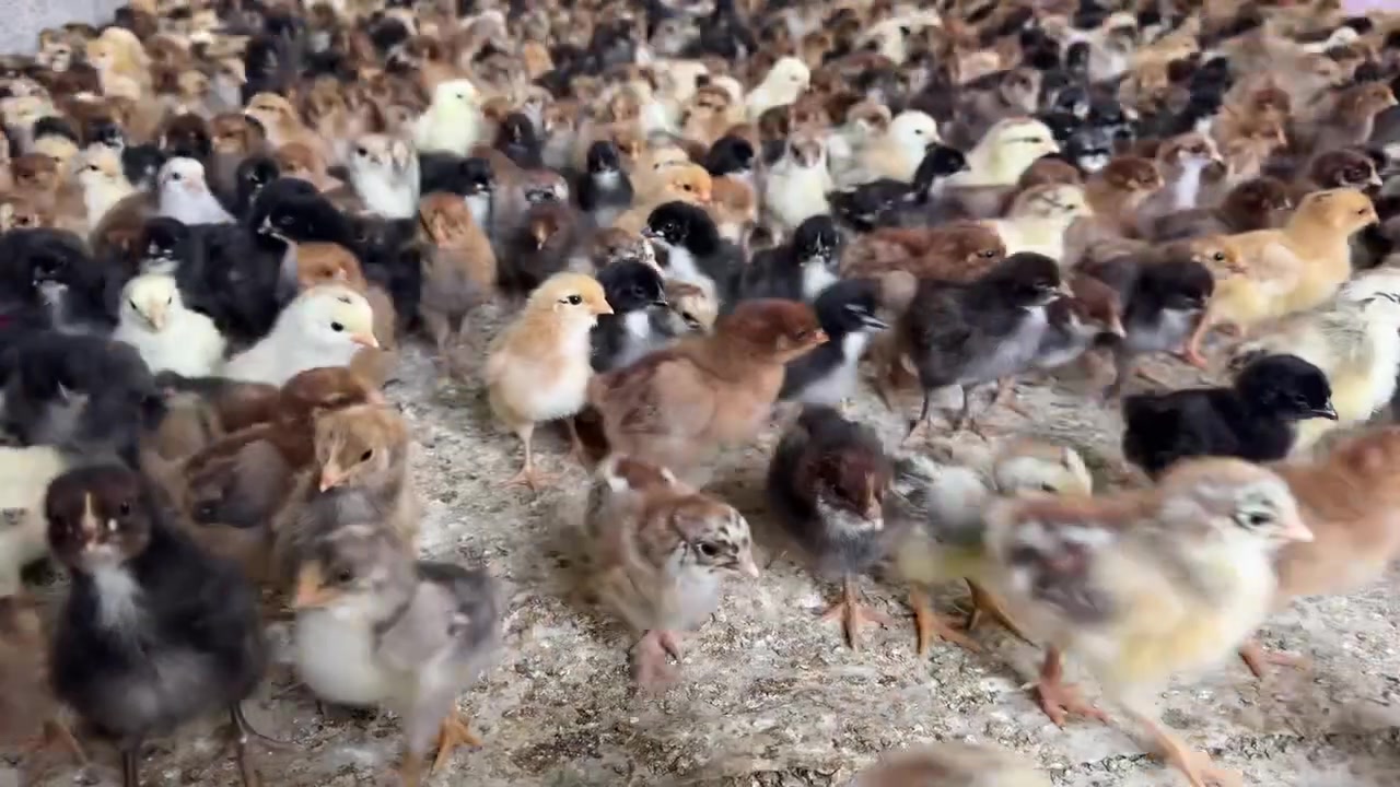 💥جـمله فقط والتوصيل مجاني
افراخ دجاج العرب 🐓💯
افراخ ملقحـه  ✅
العمر 10 ايـام  ✅
سعـر الواحد ٩٥٠ دينار
🛑اقل طلب 200 كتكوت بسعر 190.000دينار فقط   
للحجز والاستفسار  يرجى مراسله الصفحه


**إذا كنت صاحب هذا الإعلان وتريد حذفه لأي سبب، رجاءا أرسل رسالة إلى الدعم الفني**