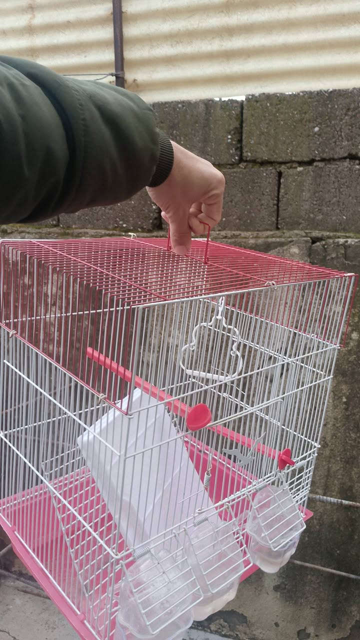 متاح

قفص جديد ما مستخدم نهائي 

السعر 12 بي مجال قليل 

مكاني حي التحرير


**إذا كنت صاحب هذا الإعلان وتريد حذفه لأي سبب، رجاءا أرسل رسالة إلى الدعم الفني**