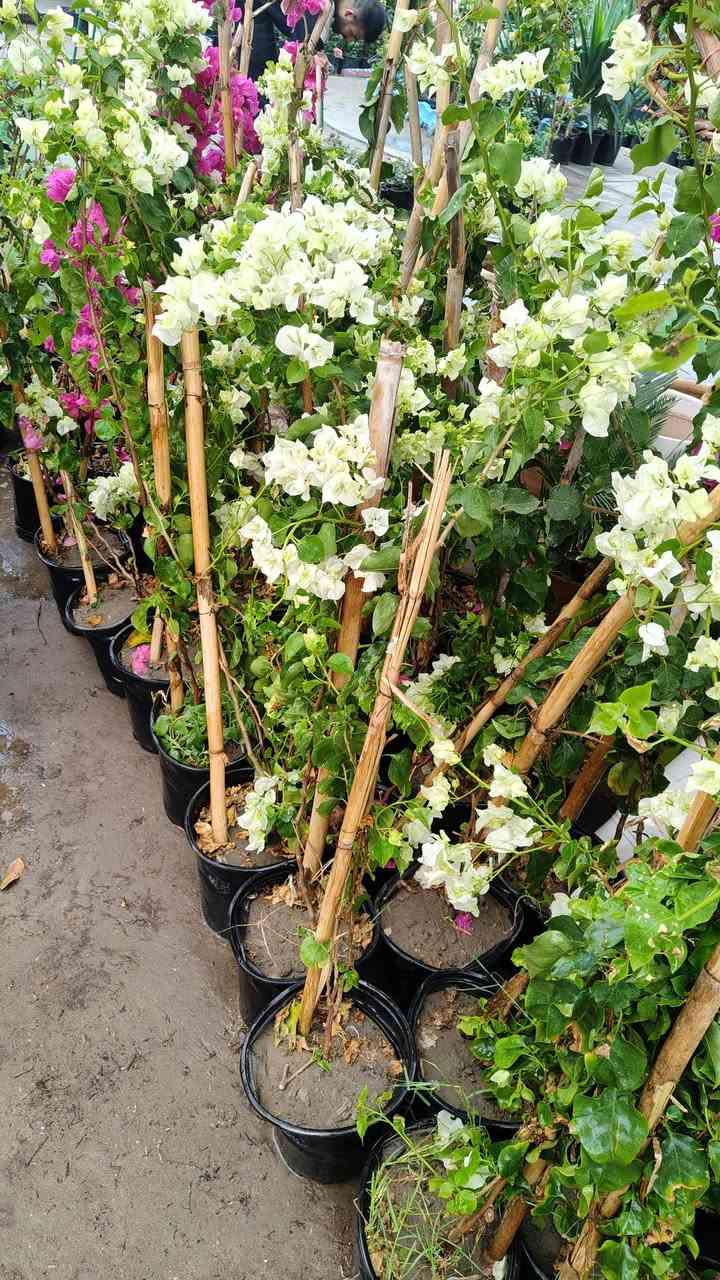 صباح الخير وصلتنه وجبه جديده من النباتات الظليه والنباتات الخارجيه
يفتح المشتل طيله ايام الاسبوع من الساعه 8:00 صباحا والى الساعه 10:00 ليلآ
#مشتل_زهور_واسط العنوان كوت فلكه الحاوي شارع مجمع دمشق الطبي مقابل ابتدائية الكوت للتعليم الأساسي #يوجد_توصيل_داخل_الكوت
*********** لطلب والاستفسار واتساب  او مراسله الصفحه الشخصيه بلال الواسطي🌹😊
