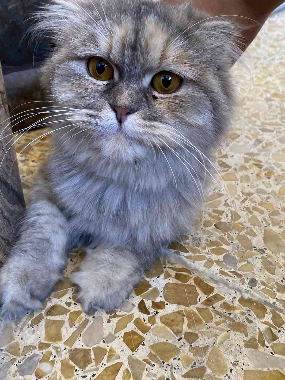 السلام عليكم
لكينه هاي البزونه بالقرب من اسواق الشاكرين مقابيل مدرسة الحسن المثنى للبنين
اللي يتعرف عليها يراسلني .


**إذا كنت صاحب هذا الإعلان وتريد حذفه لأي سبب، رجاءا أرسل رسالة إلى الدعم الفني**