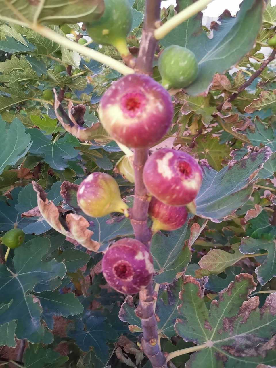 #مشتل_نور_الهدى  **يرحب بكم**
 شتل تين العبيد السعودي
#صنف غزير الإنتاج وطعم عسل مجرب ومزورع في حديثه من قبلنا ويحمل بنفس السنه ومتحمل لظروف الجويه ويمتاز بكبر حجم الثمار
#سعر الشتله 5 ألاف 
#نعطي ضمان بصنف 
اسماعيل. *********** 
احمد.     *********** 
العنوان محافظة الانبار- حديثة صعدة الحي العسكري 
مقابل سالم للادوات الاحتياطية / مجاور فلس ونص
توجد خدمة توصيل
