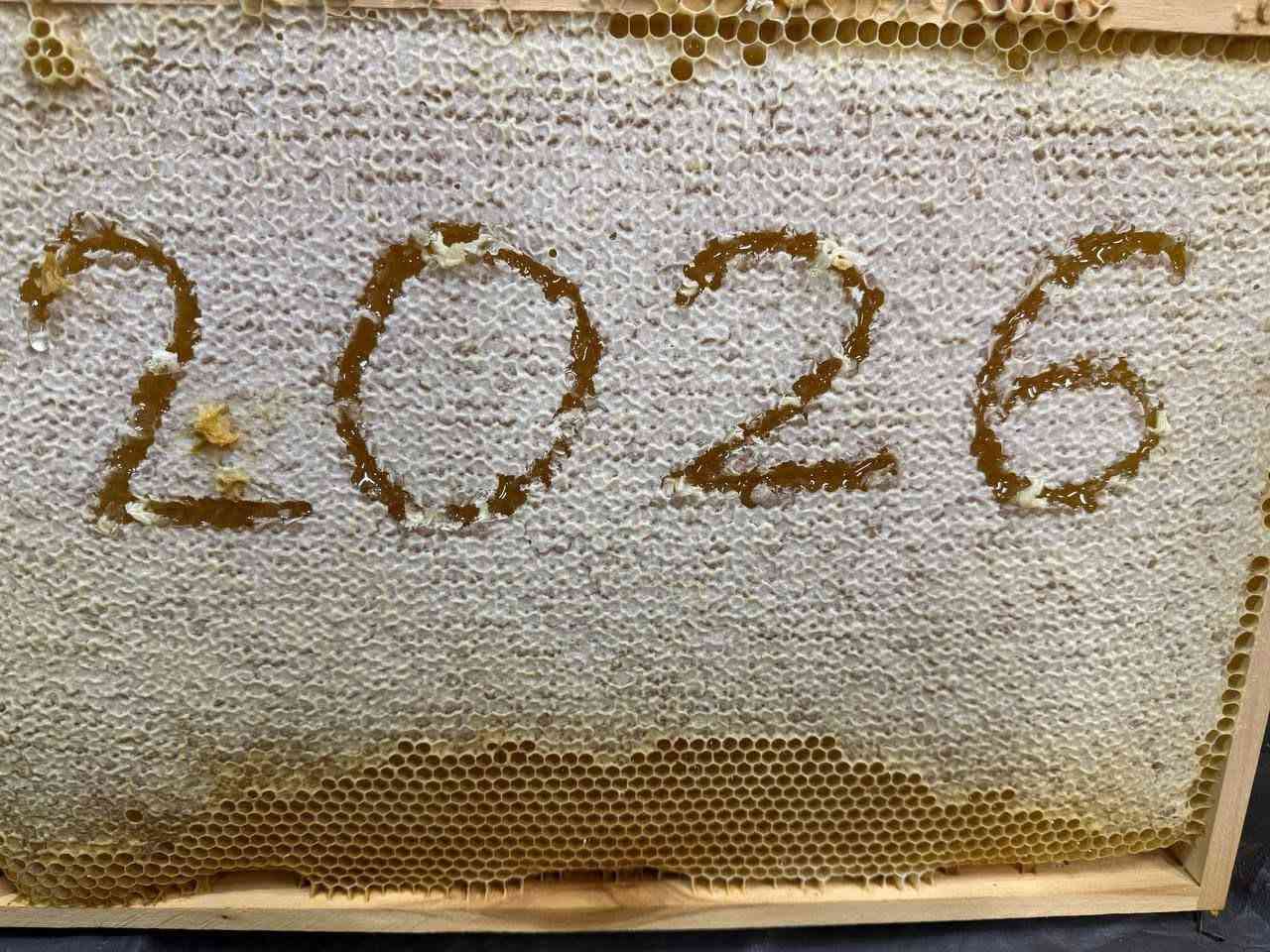 الحمدلله أولاً وآخراً🍯 🐝
عسل الشوكيات او المرير هو أحد أنواع العسل البري الفريدة والمميزة للغاية، يُستخلص من رحيق أزهار نباتات بريه بالرغم من طعمه الذي يميل إلى المرارة، إلا أنه يحمل قيمة غذائية وعلاجية استثنائية تجعله مفضلاً لدى الكثيرين.
* أبرز الفوائد الصحية المثبتة:
1. دعم صحة الجهاز الهضمي والقولون
يُعد هذا العسل صديقاً ممتازاً للمعدة والأمعاء، حيث يساهم في:
• تهدئة القولون العصبي: يساعد في تقليل التشنجات والانتفاخات المصاحبة لتهيج القولون.
• تحسين الهضم: تنشيط إفراز العصارات الهضمية بفضل المركبات المرة الطبيعية الموجودة فيه، مما يقلل من عسر الهضم.
• مكافحة قرحة المعدة: يمتلك خواص مضادة للبكتيريا (مثل بكتيريا H. pylori المسببة للقرحة) ويساعد في ترميم جدار المعدة.
2. تنشيط الكبد وتطهير الجسم من السموم
يحتوي عسل المرير على مركب السيليمارين ومضادات أكسدة قوية تعمل على:
• تحفيز وظائف خلايا الكبد وتجديدها.
• المساعدة في طرد السموم المتراكمة في الجسم وتنشيط الدورة الدموية.
3. تعزيز المناعة ومقاومة الالتهابات
يتميز باحتوائه على نسبة عالية جداً من الفينولات والفلافونويد (مضادات الأكسدة)، مما يمنحه قدرة فائقة على:
• مقاومة مسببات الأمراض: يعمل كمضاد حيوي طبيعي ضد البكتيريا والفيروسات.
• تخفيف التهابات المفاصل: يقلل من الإجهاد التأكسدي في الجسم، مما يساعد في تخفيف الآلام الالتهابية.
4. تنظيم مستويات السكر في الدم (بإشراف طبي)
على عكس أنواع العسل شديدة الحلاوة، يمتلك عسل المرير مؤشراً غليسمياً (مؤشر السكر) منخفضاً نسبياً. المركبات المرة فيه تساهم في تحسين حساسية الخلايا للإنسولين، مما يجعله خياراً آمناً بكميات معتدلة لمرضى السكري، بشرط مراقبة القراءات.
5. مكافحة فقر الدم والضعف العام
يحتوي على تركيز جيد من المعادن الأساسية والفيتامينات التي تساعد في:
• تحفيز إنتاج خلايا الدم الحمراء (الهيموغلوبين).
• تزويد الجسم بالطاقة الحيوية ومقاومة حالات الخمول والضعف العام.
***طريقة التناول
لتحقيق أقصى فائدة علاجية وصحية من العسل ، يُفضل تناوله بجرعات مدروسة وبطرق تضمن امتصاص الجسم لمركباته الفعالة دون إجهاد الجهاز الهضمي.
إليك الدليل الكامل للجرعات وطرق الاستخدام الصحيحة:
أولاً: الجرعة اليومية الموصى بها
• للبالغين (الوقاية والصحة العامة): من 1 إلى 2 ملعقة كبيرة يومياً (حوالي 20-40 غرام).
• للبالغين (لأغراض علاجية - كالقولون أو الكبد): يمكن زيادة الجرعة إلى 3 ملاعق كبيرة يومياً، مقسمة على مدار اليوم.
• للأطفال (فوق سن السنتين): من 1 إلى 2 ملعقة صغيرة يومياً. (تنبيه: يُمنع تماماً إعطاء العسل للأطفال دون سن السنة الأولى).
ثانياً: أفضل طرق تناول العسل
1. الطريقة الذهبية: مع الماء الدافئ على الريق
تعتبر هذه الطريقة الأفضل لامتصاص العناصر الغذائية سريعاً وتطهير الجهاز الهضمي:
• ملعقة كبيرة من عسل المرير في كوب من الماء الفاتر (وليس الساخن جداً، لأن الحرارة العالية تكسر الإنزيمات ومضادات الأكسدة).
• اشربه في الصباح الباكر على معدة فارغة، وانتظر من 30 إلى 45 دقيقة قبل تناول وجبة الإفطار.
2. قبل الوجبات (لمشاكل القولون والمعدة)
إذا كنت تستخدمه لعلاج اضطرابات القولون العصبي، قرحة المعدة، أو عسر الهضم:
• خذ ملعقة صغيرة من العسل مباشرة بدون ماء قبل الوجبات الرئيسية بـ 20 دقيقة. هذا يساعد على تشكيل طبقة حامية ومطهرة لبطانة المعدة والأمعاء.
3. قبل النوم (للاسترخاء وتنشيط الكبد)
• تناول ملعقة صغيرة ممزوجة بكوب من الماء الدافئ أو البابونج قبل النوم بساعة. يساعد ذلك الكبد على القيام بعمليات التنقية الحيوية خلال فترة النوم، كما يهدئ القولون ليلاً.
ثالثاً: نصائح وإرشادات هامة
• ملاحظة لمرضى السكري: بالرغم من أن عسل المرير يمتلك مؤشراً غليسمياً منخفضاً مقارنة بالأنواع الأخرى، إلا أنه يحتوي على السكريات الطبيعية (الفركتوز والجلوكوز). لذلك، يجب استشارة الطبيب المعالج واحتسابه من ضمن الحصة اليومية للكربوهيدرات مع مراقبة مستوى السكر في الدم.
***الحفظ والتخزين: يُحفظ العسل في عبوته الزجاجية الأصلية محكمة الإغلاق، في مكان مظلم وجاف بدرجة حرارة الغرفة (بين 18-25 درجة مئوية)، بعيداً عن ضوء الشمس المباشر أو الرطوبة.
ملاحظة مهمه يعرفها كل نحال:
التبلور (كما يقولون مشكر)
هي صفه العسل الطبيعي ليس كما يشاع أنها علامة على الغش.
$ السعر حسب كمية العسل
موجود الشيشة 25 ألف 650 كغم
كذلك 30 ألف 750كغم
اما الكيلو صافي 35 ألف
لتواصل
***********
