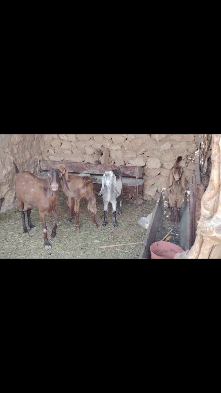 متاح معز شامي  رس حلاب ماشالله  من حلالي عنز وراها صخلا شكايت توم جدي شكايت ثلاثه  صخلا رصاصيه وحدها المجموع 4 عنز ام رابع ،، صخلات 2،،، وجدي 1
كلشي  يرهم الشامي غالي لحد يجي يطب  يدور ام ال ٢٠٠ و ٢٥٠  السعر خاص تجي تشوف بعينك احسن  معز درجه اول  السعر غالي لحد يجي يكولي  عشه وغده جايك من طريق اني كرايبك  او صديقك ابوي ما اعرفه


**إذا كنت صاحب هذا الإعلان وتريد حذفه لأي سبب، رجاءا أرسل رسالة إلى الدعم الفني**