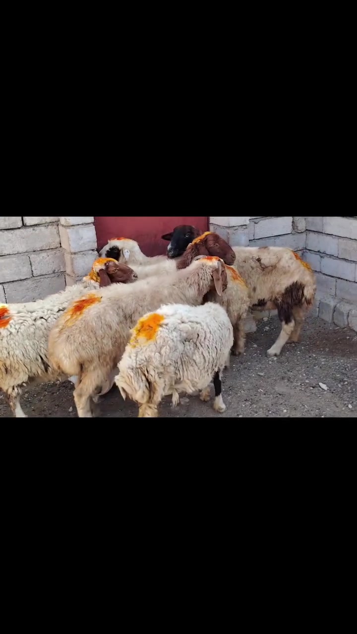 يوجد نعاج للبيع ملات جنيه وراجين سنهن درجه اوله نعاج عشر وبيه محنيه
المكان بيجي حي العصري 
                   الشراي يخابرني علارقام 
*********** زين   *********** اسيا
