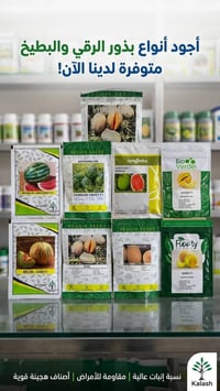 🍉 أجود أنواع بذور الرقي والبطيخ الهجين F1 متوفرة الآن! 🍈 ​📋 الأصناف ال...
