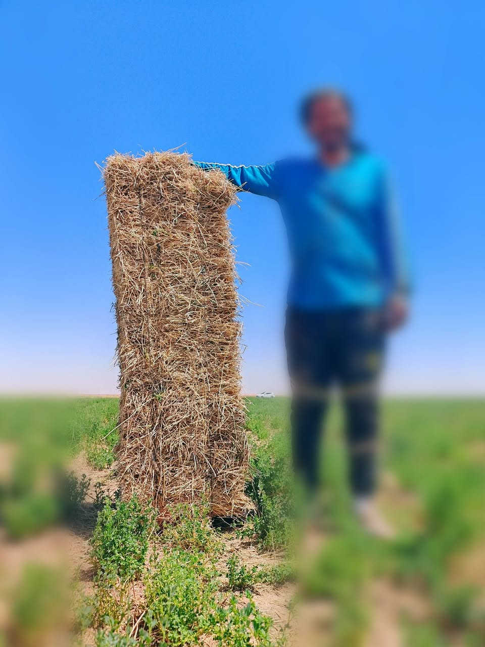 كبسات جت
____________
العدد 140 كبسة
الطول 95-105
السعر ٣٥٠٠ دينار
نظيف خالي من الادغال
______________
جت مثروم

العدد 217 كيس
الوزن 15 - 18 كيلو
سعر الزوج 8500 دينار
نظيف خالي من الادغال
_______________
تبن حنطة 
العدد 1000كبسة 
الطول 85-90-95
السعر 1100 دينار 
درجة اولى كبسة قويه 
----------------
المكان بحر النجف قرب مفرك معمل كار يبعد عن الشارع العام ٦كيلو 
______________
 ***********
