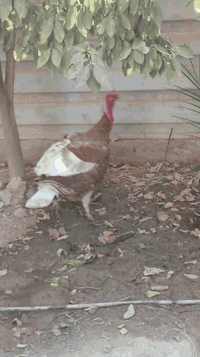 متاح ديج فسيفس كندي للبيع الاستفسار عل هاذ الرقم 07886272633