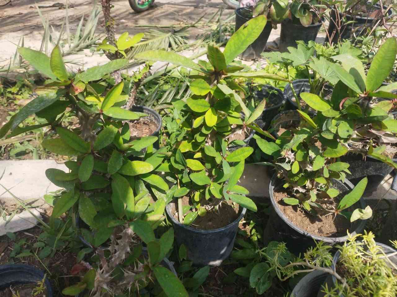 سلام عليكم 

متوفر أنواع الورد الدائمي الضلي و الشمسي 

مكاني الخالص حي الزهراء 

توصيل داخل الخالص للحجز :

***********
واتساب
