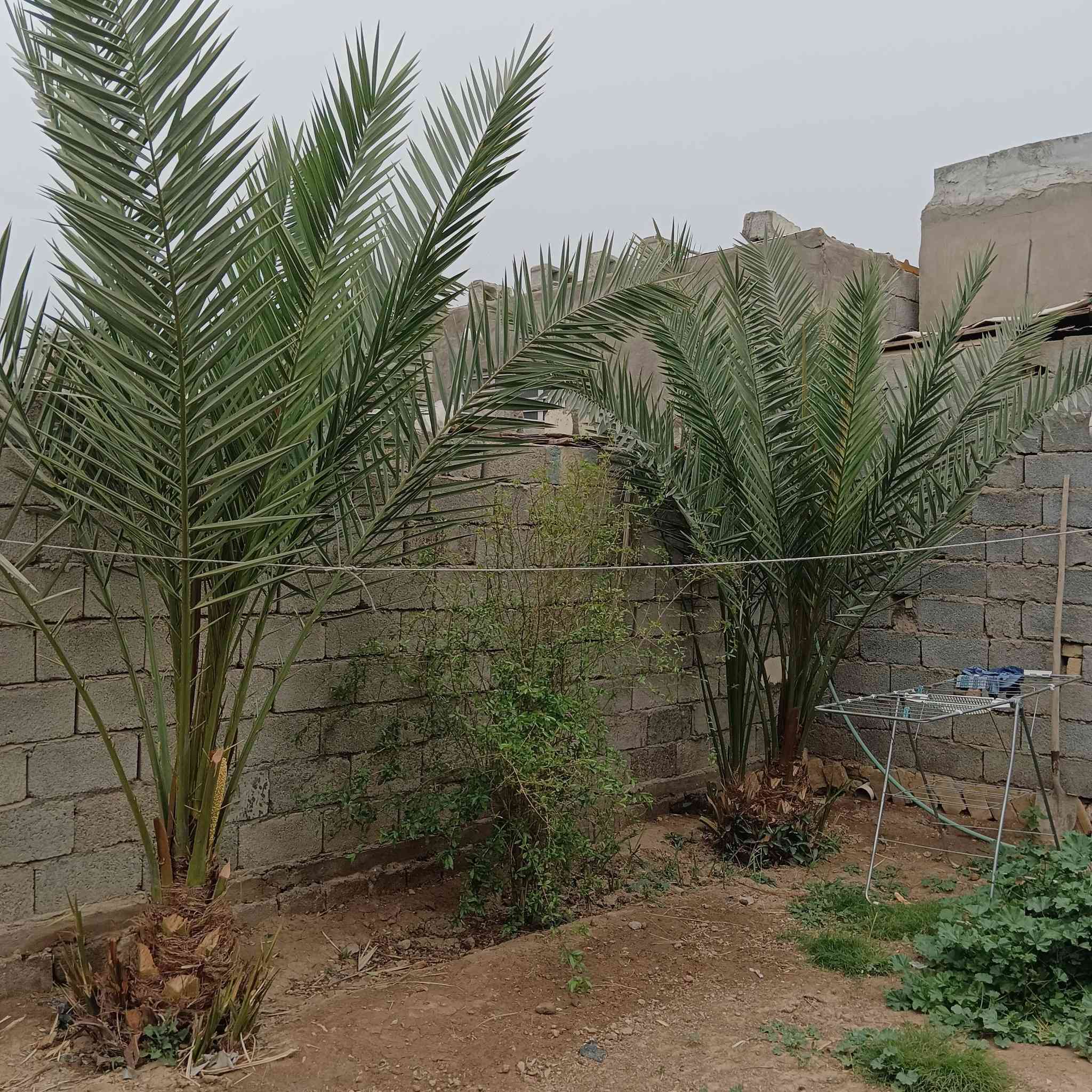 السلام عليكم دار للبيع مساحته 135
غرفه واستقبال وصاله ومطبخ وحمام داخلي وطارمه جبيرة مع حديقه 100متر لورا المكان شهداء بلتجاوزات قريب المزرعه يبعد عن الشارع السايدين الجديد مية متر للاستفسار ***********
