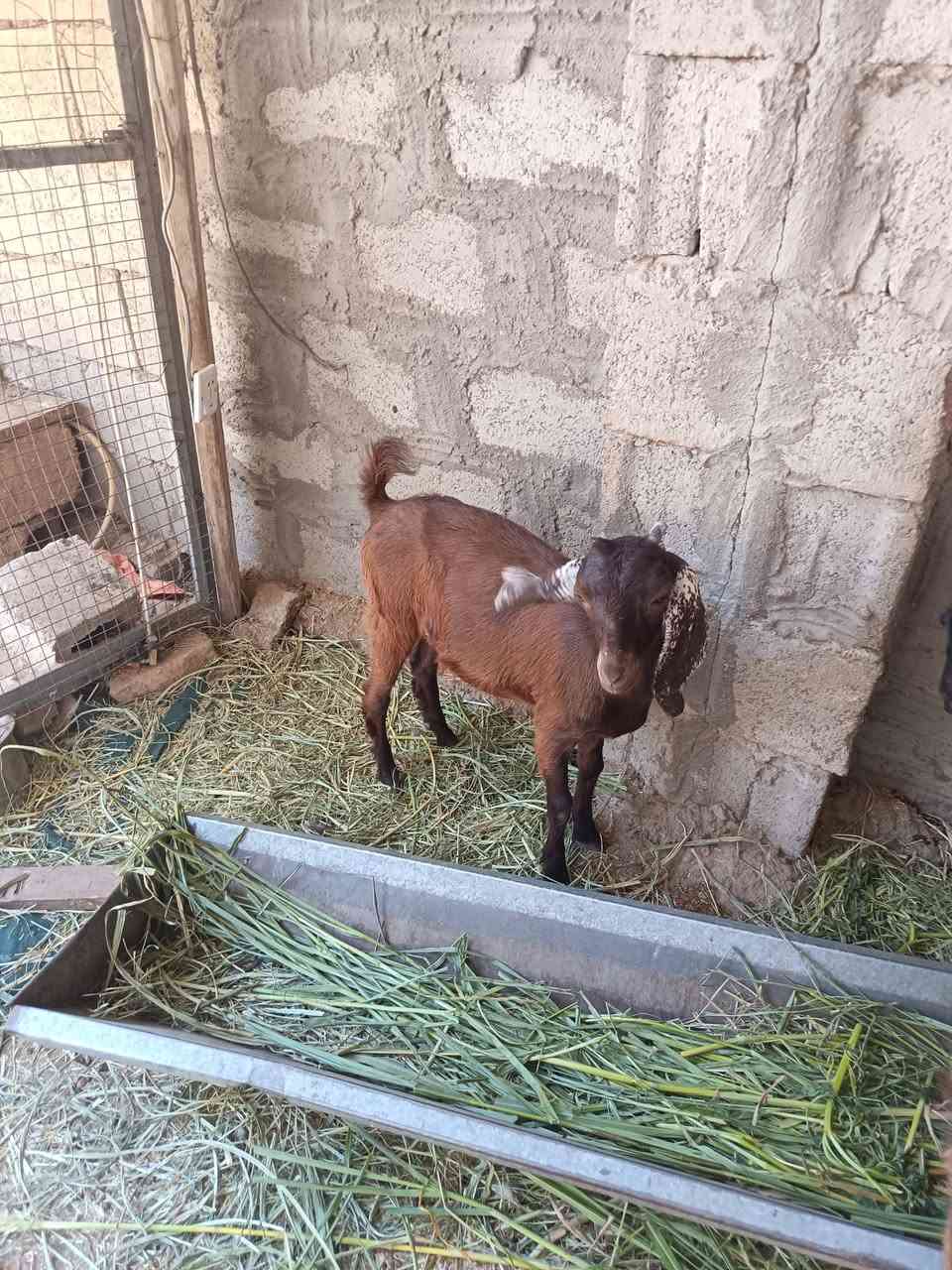 سلام عليكم للبيع صخله ناصحه وخير من الله ترهم ذبح وترهم جني سعر ***********
