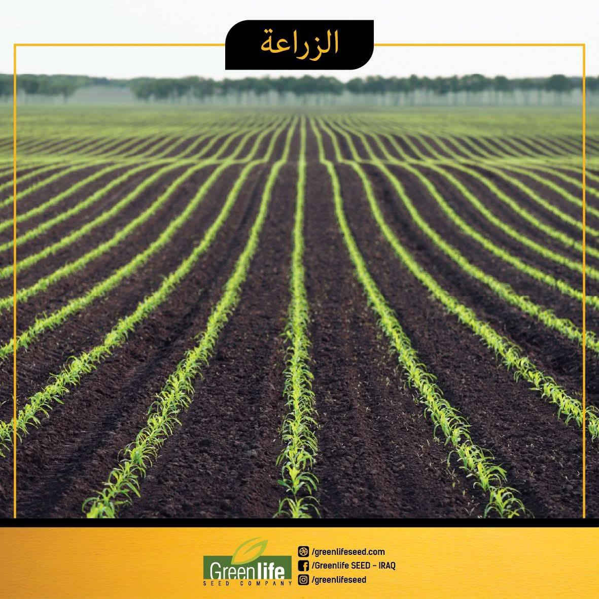 تجهيز اليوم بذور الذره الصفراء PL700 للعروه الربيعيه مع مفسد بذور بروبونيت للتواصل ***********
