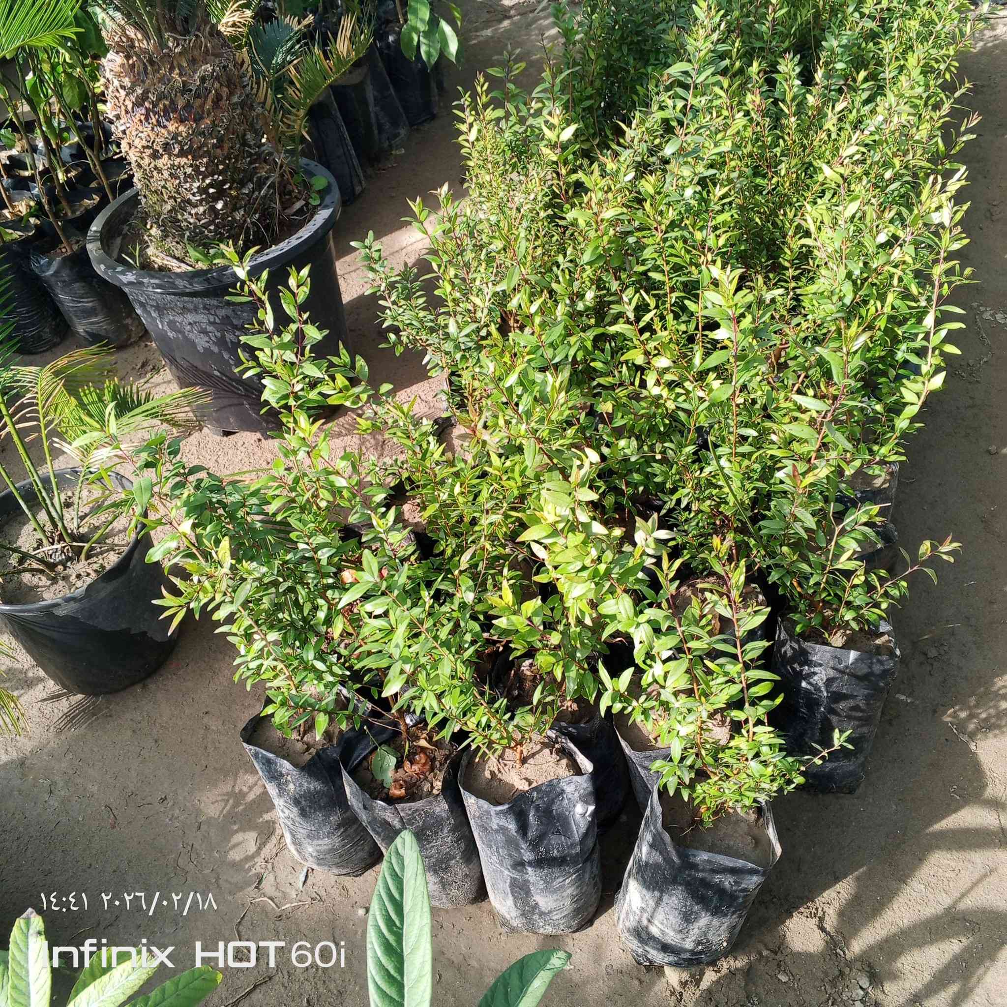 كل ماهو جديد ومتميز العنوان الشارع العام مجاور جملوانت  مجمع الكوري استفسار ***********/***********
