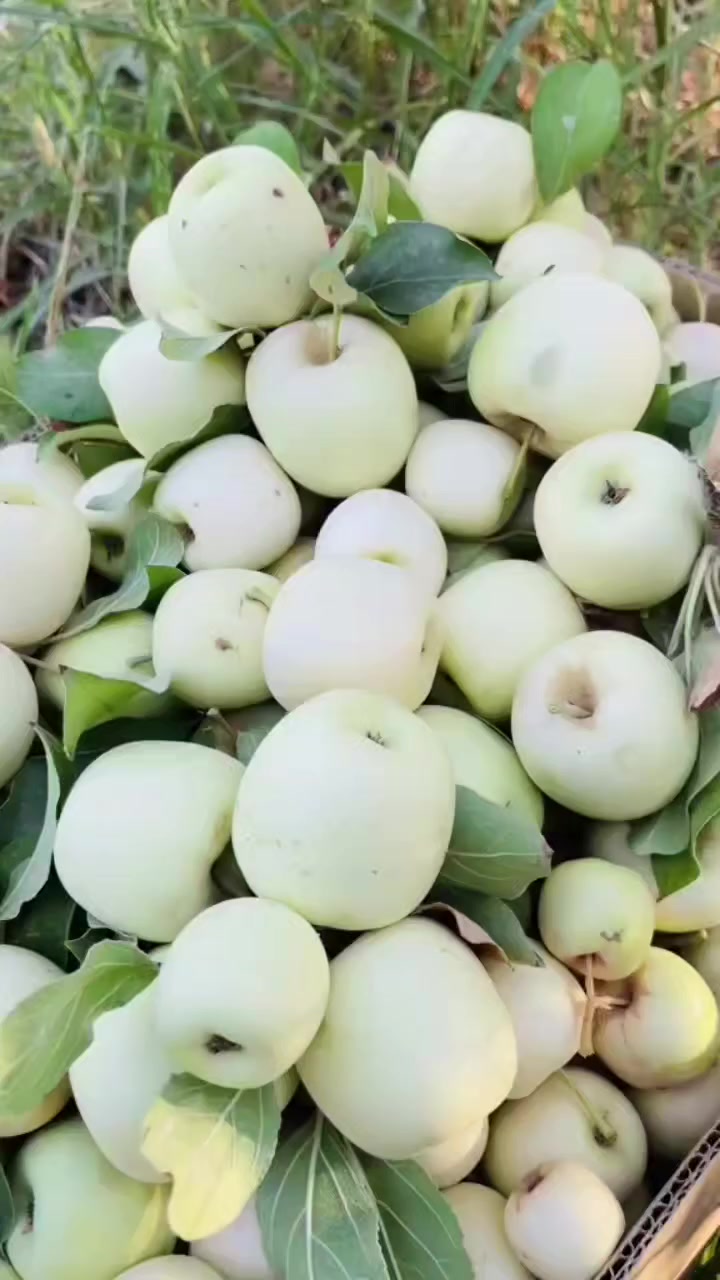 متوفر شتلات (تفاح شرابي) مطعم حجم كبير  درجة أولئ 
في مشتل الرفاعي .


**إذا كنت صاحب هذا الإعلان وتريد حذفه لأي سبب، رجاءا أرسل رسالة إلى الدعم الفني**