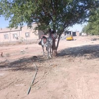 حصان • للبيع • ارتفاع ٥٠