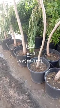 ٠٧٨١٢٨٩٣٤٨٧