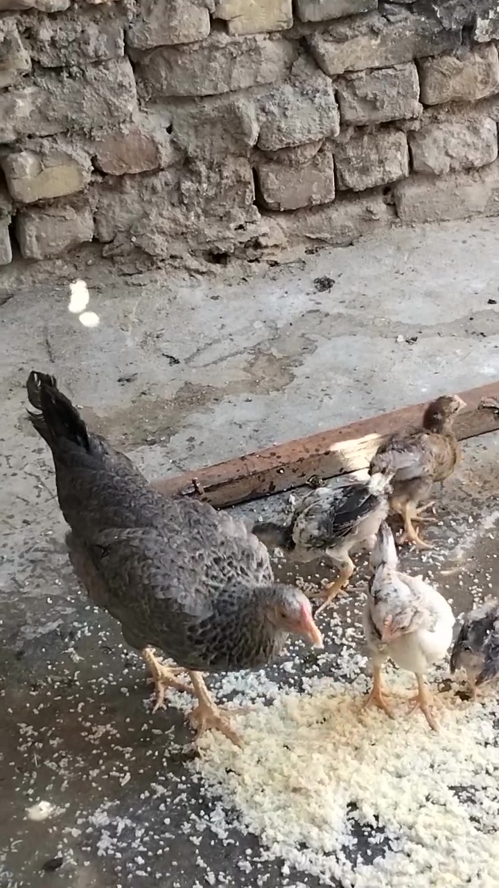 دجاجه عرب خشنه أول مبياض اله  5 كتاكيت عمر شهر ونص وديج عمره 4اشهر مكاني كربلاء حي النصر


**إذا كنت صاحب هذا الإعلان وتريد حذفه لأي سبب، رجاءا أرسل رسالة إلى الدعم الفني**