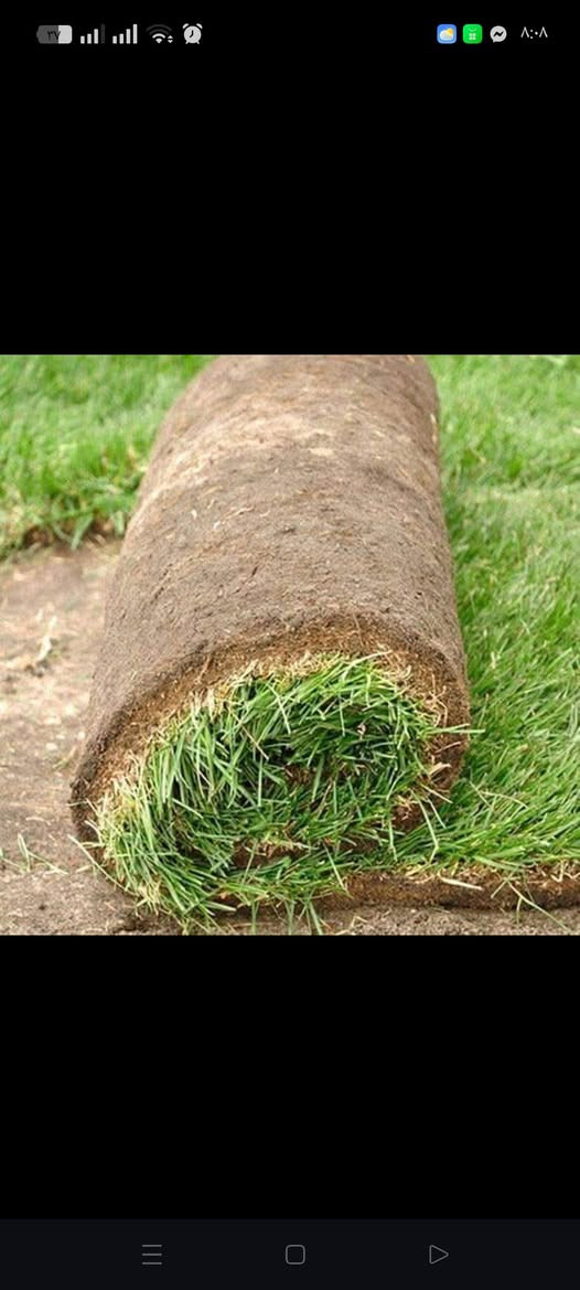 ثيل هندي بأفضل الأنواع مع خدمات توصيل لجميع محافضات العراق للتواصل على الرقم ***********
