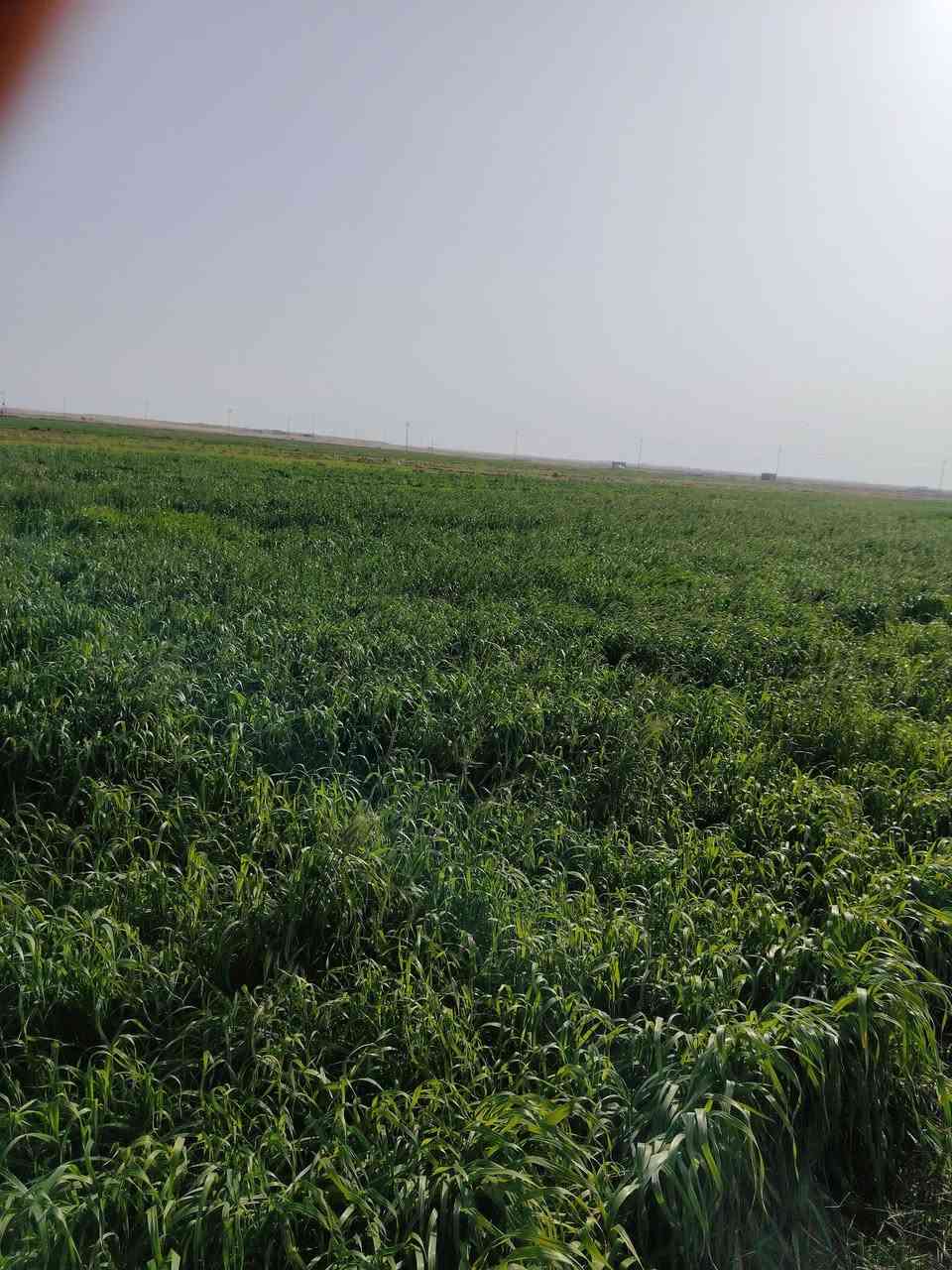 االسلام عليكم  كصيل البيع  مساحه 33دونم خير من الله السعر ع سره الماشي  مكان رحاب قرب ال  مدرسهه
تواصل عبره رقم الهاتف  ***********
