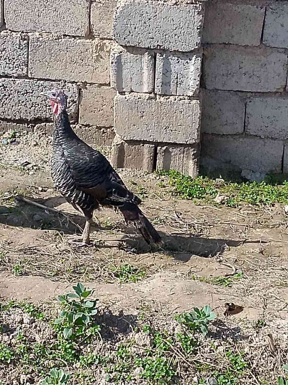 فروجه شيش مصرفه للبيع السعر 33 المكان اسديره  ‏‪***********‬‏
