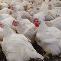 تجهيز دواجن بالغاز • خدمة مستمرة • التزام بالمواعيد