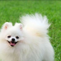 بو لتزاوج مكاني بغداد الدوره ،ومتوفر فندقه07729690525