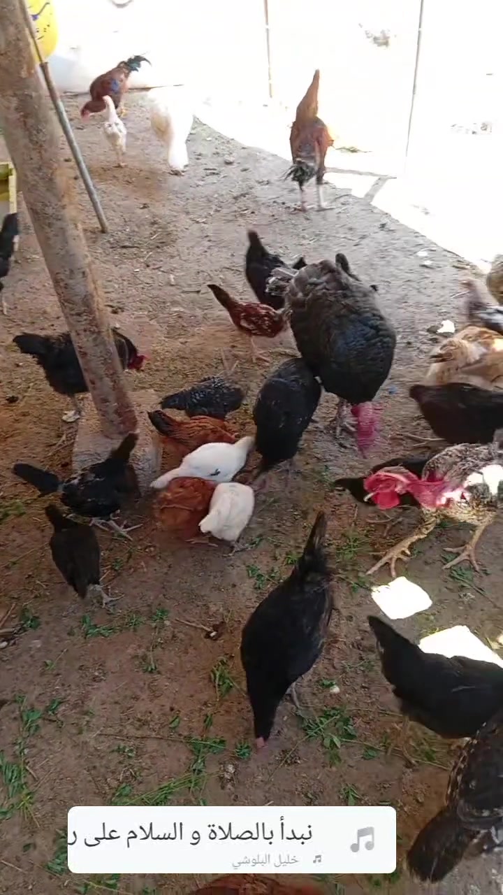 السلام عليكم
فراريج للبيع وفسيفسان اناثي عدد ٣
استفسار ***********
