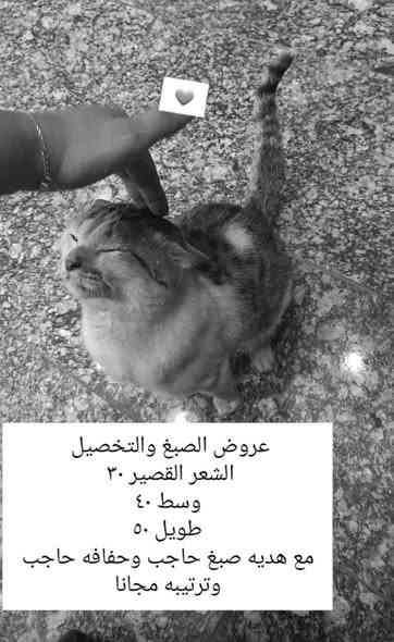 عروض صالون قمر للتجميل 
العنوان: الكوت – الزهراء – شارع الطشّاش
مجاور صيدلية رهام
📞 للاستفسار والحجز الاتصال
      أو واتساب: 
الماكيره زينب
***********
