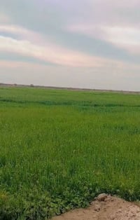 الدوانيه الشافعية • طابو زراعي • ٧٠ دونم