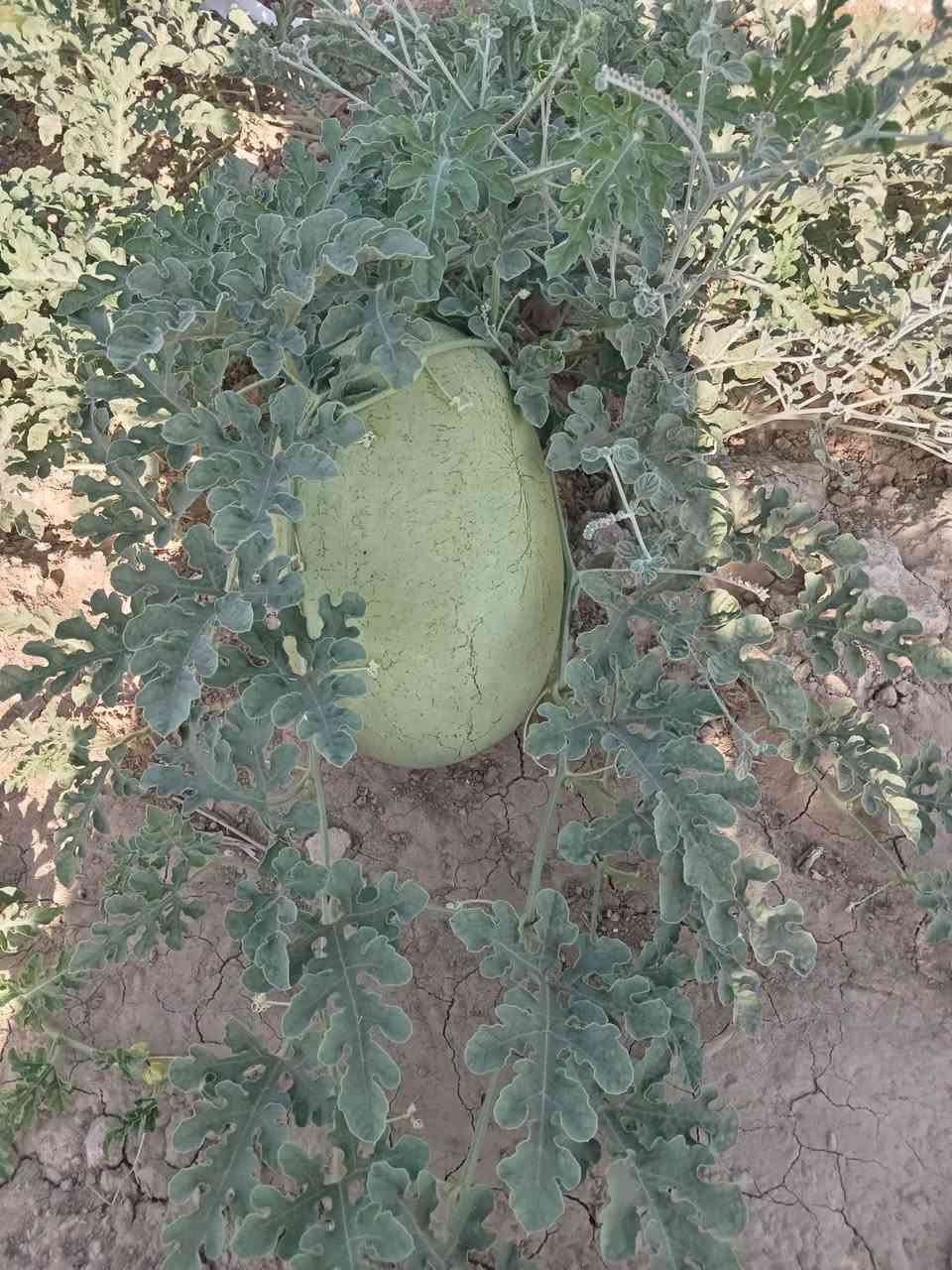 بسم الله 🍉 كانت لنا زياره هاذا اليوم إلى منطقة وادي الشوك مع اخونا أبو دريس
لتقديم الئرشادات الزراعية مع المهندس الزراعي  المهندس علي صادق التكريتي
🫑 مناحيت البذور و المنشطات والمبيدات🌽 
دبانه للزراعة الحديثة - العراق
شعبة زراعة تلول الباج
الشرقاط اجميلة تقاطع الطوب
أبو حارث *********** اسيا ***********
علي حمد***********

