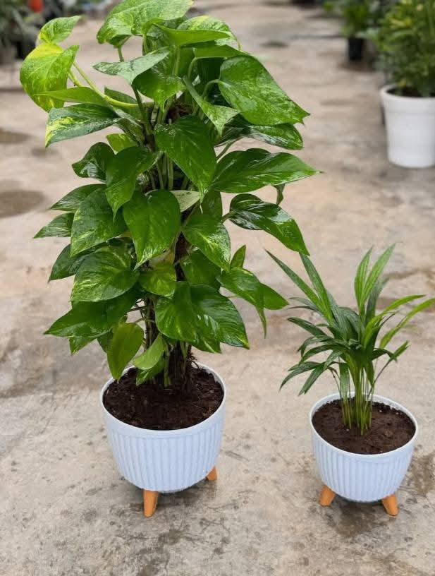 يتوفر لدينا جميع اكسسوارات نباتات 🕊️🐼🦊 توصيل كل محافظات العراق 🚕 
الزرع لعرض فقط 🪴 
يتوفر جمله ومفرد 🦊🐼 
سارع لحجز كميه محدوده 🎊 
حجز على خاص ☎️
☎️***********📞
