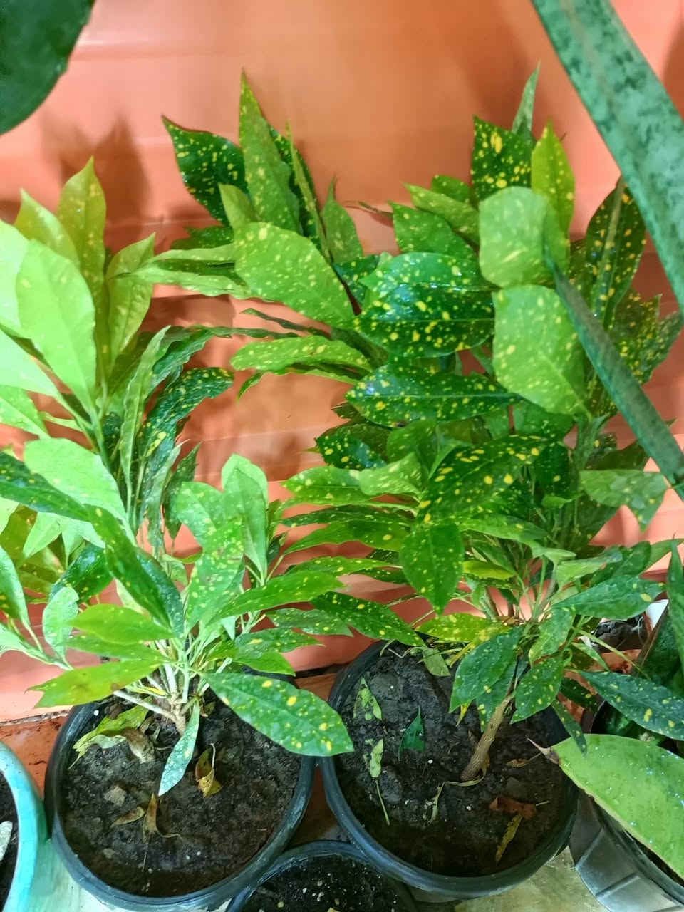 مشتل الجمعيه
يتوفر لدينا كافه انواع النباتات الظليه والخارجيه 💯
الدجيل الجمعيه خلف الدفاع المدني 💯
للاستفسار والحجز مازنجر واتساب ***********
توجد لدينا خدمه توصيل داخل الدجيل 💯
