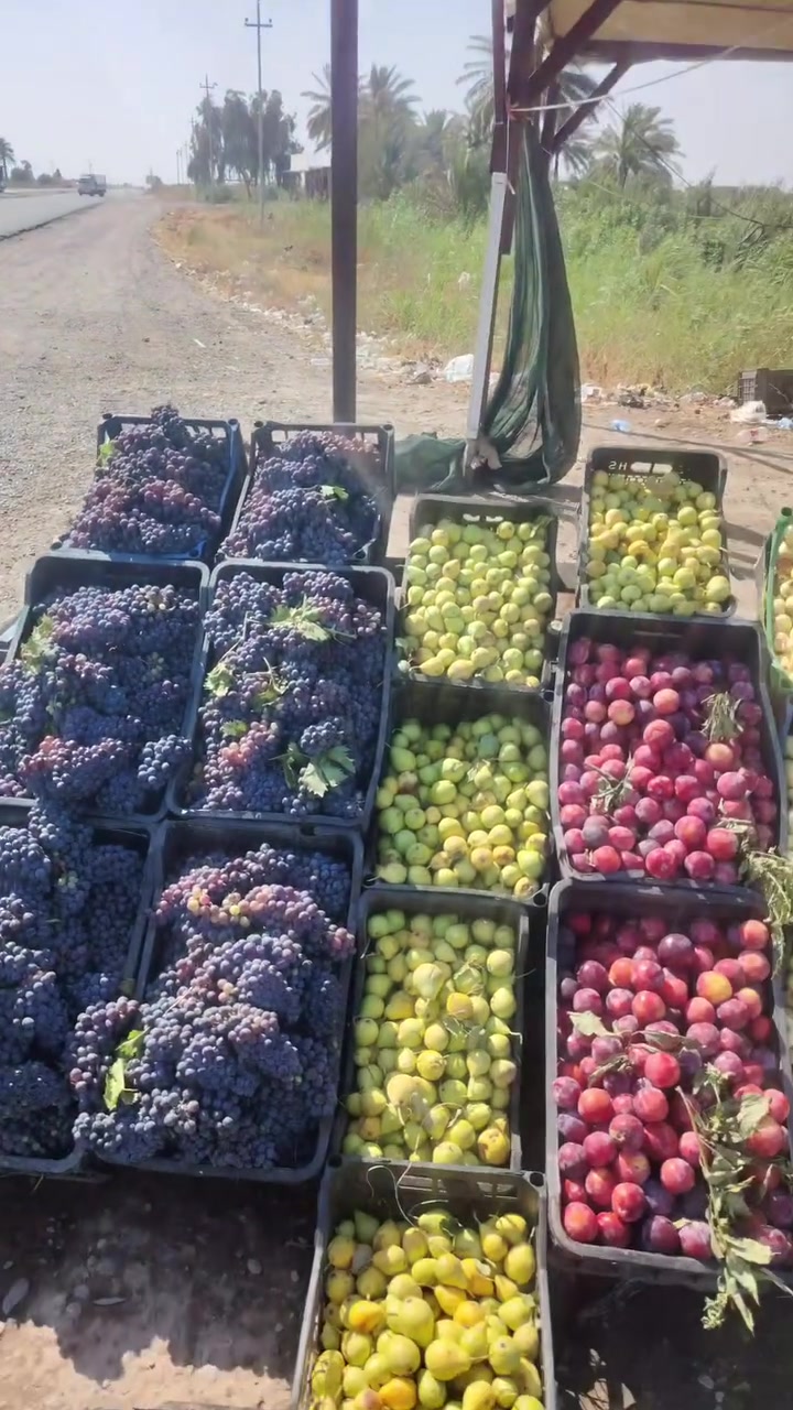 خيرات الديره وزرعنا طريق بلد سامراء نزل زرع أهلنا كل من بستان للبيع🤭🤭اخذت علاكة اخلص طريق طويل تفضلوا


**إذا كنت صاحب هذا الإعلان وتريد حذفه لأي سبب، رجاءا أرسل رسالة إلى الدعم الفني**