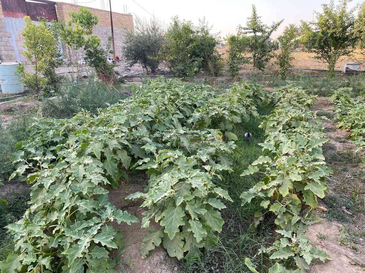 #للبيع 
2دونم سند 25  تحويل مباشر على طابو المحموديه تحتوي على  بيت مساحته 170متر   + بيوت زجاجيه مساحة البيت الواحد 56 متر   كافه الخدمات مي كهرباء تبليط مكانها اليوسفية جسر صبار. اليريدهن يتصل ويدلل ***********
