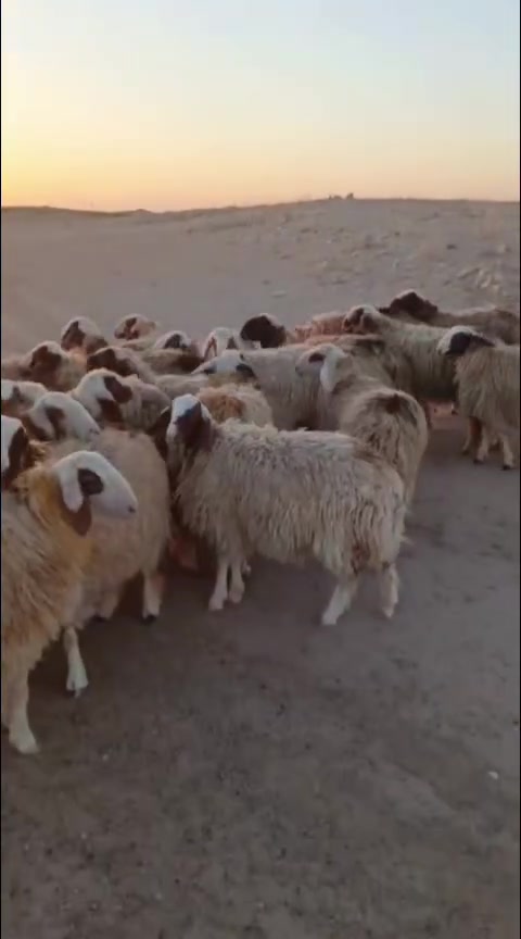 لسلام عليكم غنم شجيري من مراح واحد قطعه وحده العدد 32سعر الزوج مليون وخمسين وجباش العدد 2سعر الواحد مليون المكان قضاء حديثه ناحيه بروانه قريه السكران الاستفسار ***********
