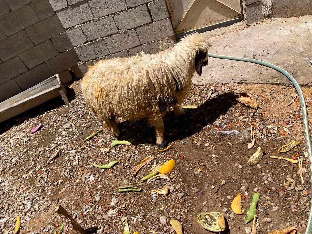 سلام عليكم متاح فطيمه عراقيه بالشرط تطلع ١٨ كيلو هيج سعرها ٣٥٠ وبيها مجال للاستفسار ***********
