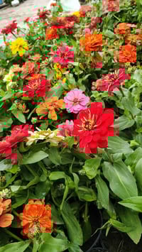 نباتات داخلية • نباتات خارجية • توصيل الكوت