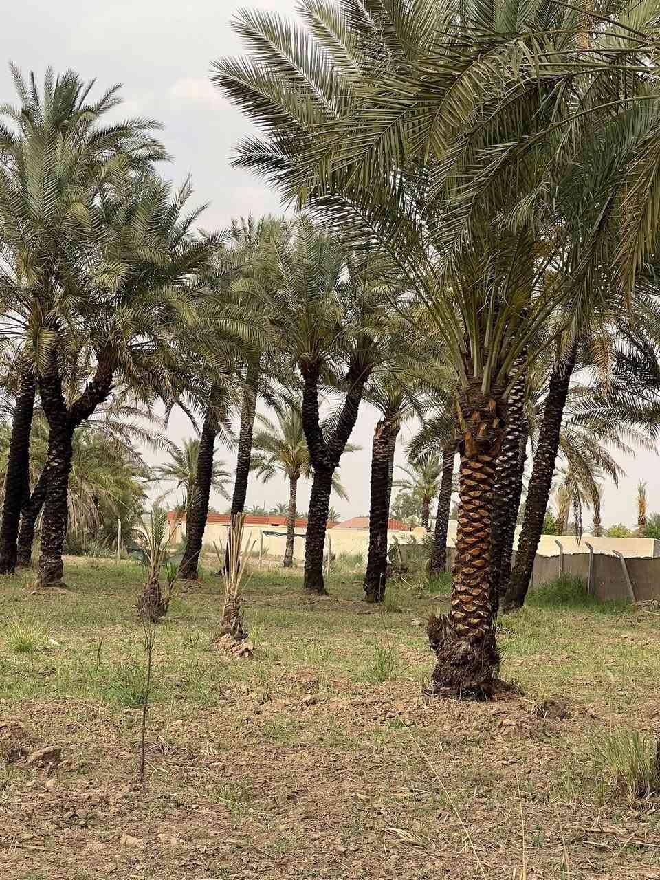 السلام عليكم
3دوانم للبيع طابو سند 25 تقطيع حسب الطلب تباع دونم او دونمين او ثلاثة دوانم شارع 12متر واجهة الدونم 28متر والثاني 29متر والثالث 30متر تبعد عن نهر دجله600متر الموقع بغداد المدائن منطقة الجعارة للاستفسار ***********
