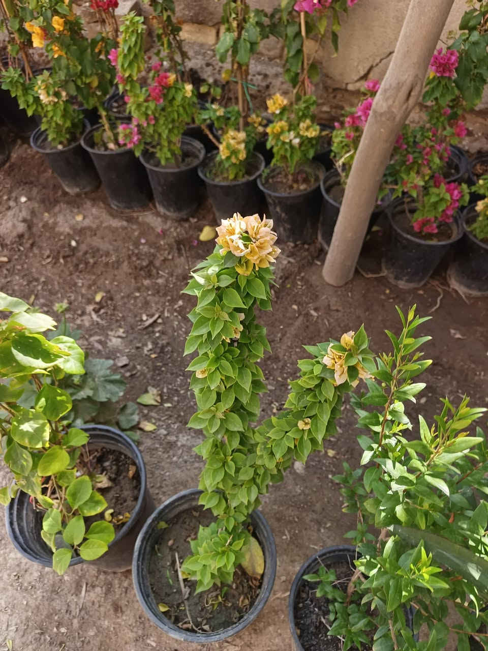 عرض رمضاني 
٧ نباتات دائميه 
متسلق جهنمي ١
جهنمي شجيري ١
جوري عطري ١ 
ياس ١
بتونيا ١ 
دمعه طفل ١ 
جيرانيوم ١
هذا العرض ب٢٥ الف 
متوفر توصيل داخل المسيب الفين وخارج المسيب ٣


**إذا كنت صاحب هذا الإعلان وتريد حذفه لأي سبب، رجاءا أرسل رسالة إلى الدعم الفني**