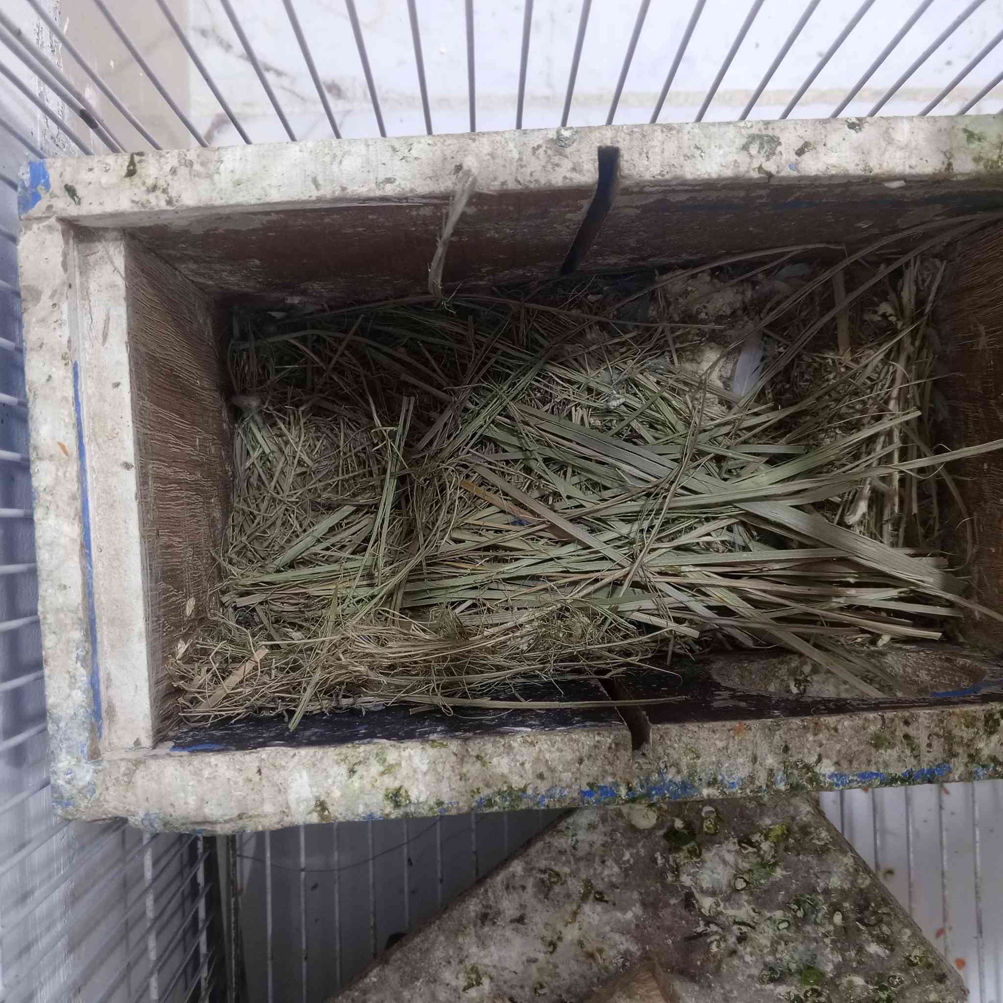 زوج غندوره لل انتاج مطلع منهم4فراخ  وهسه لامات عش....مكاني موصل الاستفسار ع هاذا الرقم***********
