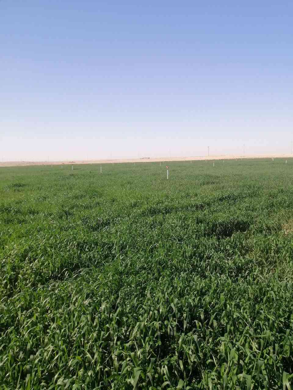 مزرعه للبيع   كامله من كلشي
مزروعه ٨٠ دونم مرش محوري و55 دونم عصفوريات 10 دونم تنقيط  هذه زرعه ٣ غطاسات بيه ٦٠و ٤٠ و٣٠ محوله ام ٢٥٠ مع رافع قدره ابو ٢٥٠  قرب السلحوبيه ٤كيلو عن شارع العام بيه  مع بيت سكن
مع
مرشه ام ٦٠ استلام  تواصل

***********
