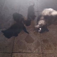 شيرازي • تبني • ٥ قطط