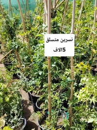 مشتل نعناعه • الصوب الأول • خدمة توصيل