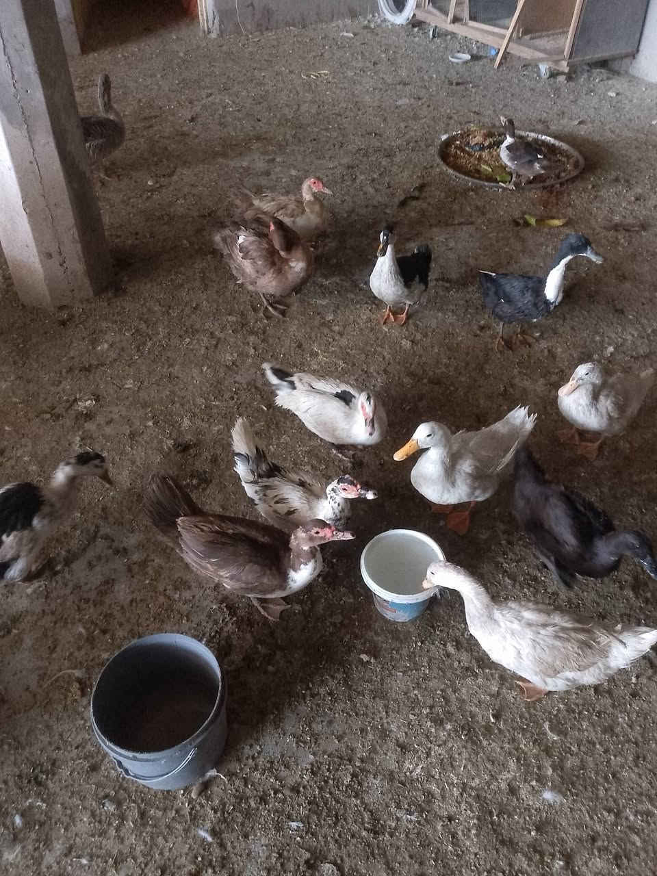 بط مصري وبط عادي للبيع ***********
