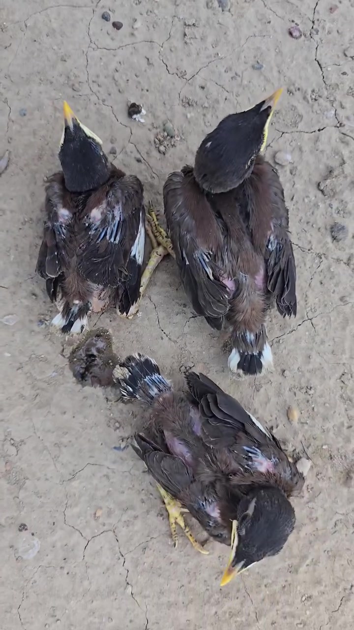 سلام عليكم متاح لبيع مينه ٣تك افراخ ***********
