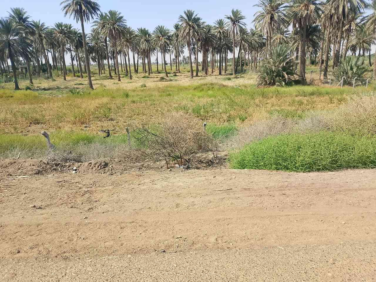 سلام عليكم يوجد أرض زراعيه البيع المساحة 5دونم العنوان كوت اليوسفيه للاستفسار  ***********
